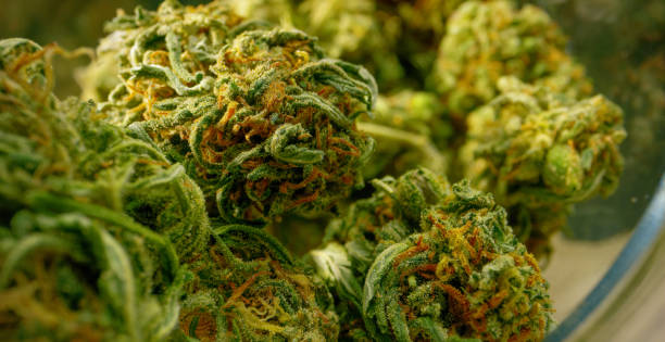 When Did Recreational Cannabis Laws Denver?
